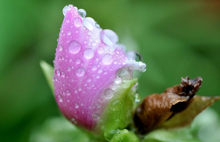 雨中太阳花