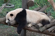 熊 猫