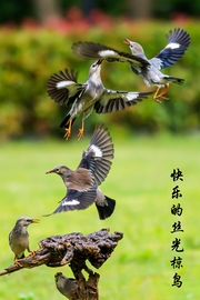 下一组 上海公园打鸟掠影