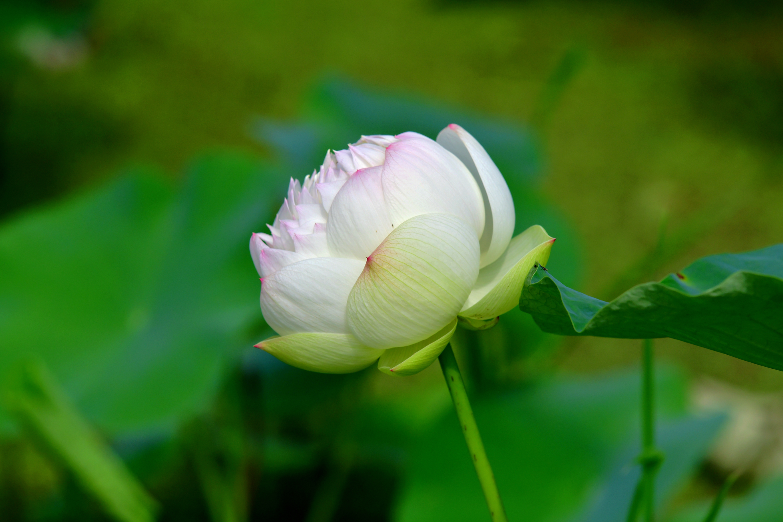 白色荷花