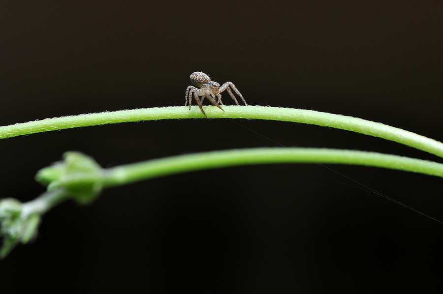 结网的小蜘蛛