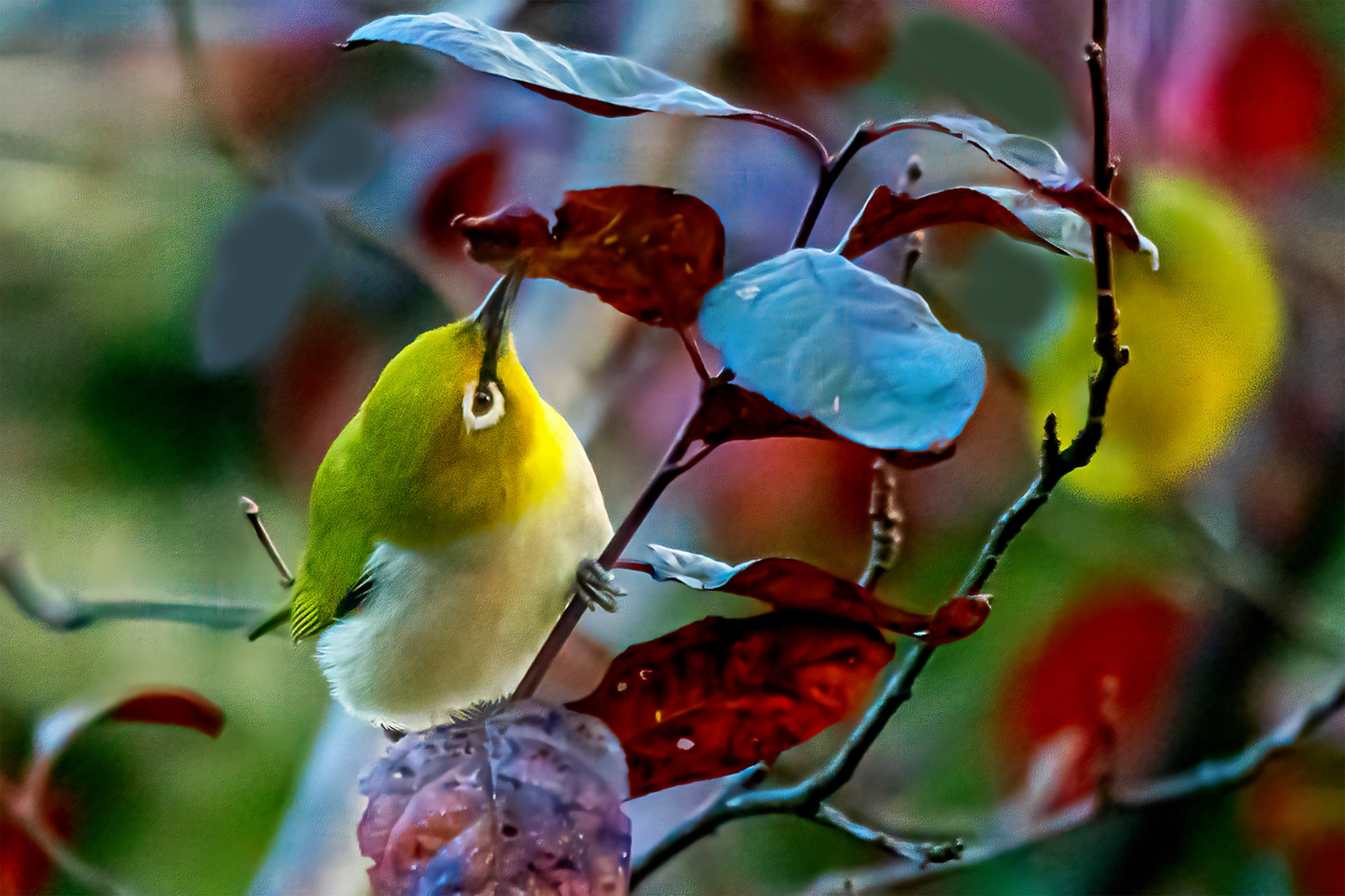 红胁绣眼鸟-甘肃野生动物-图片