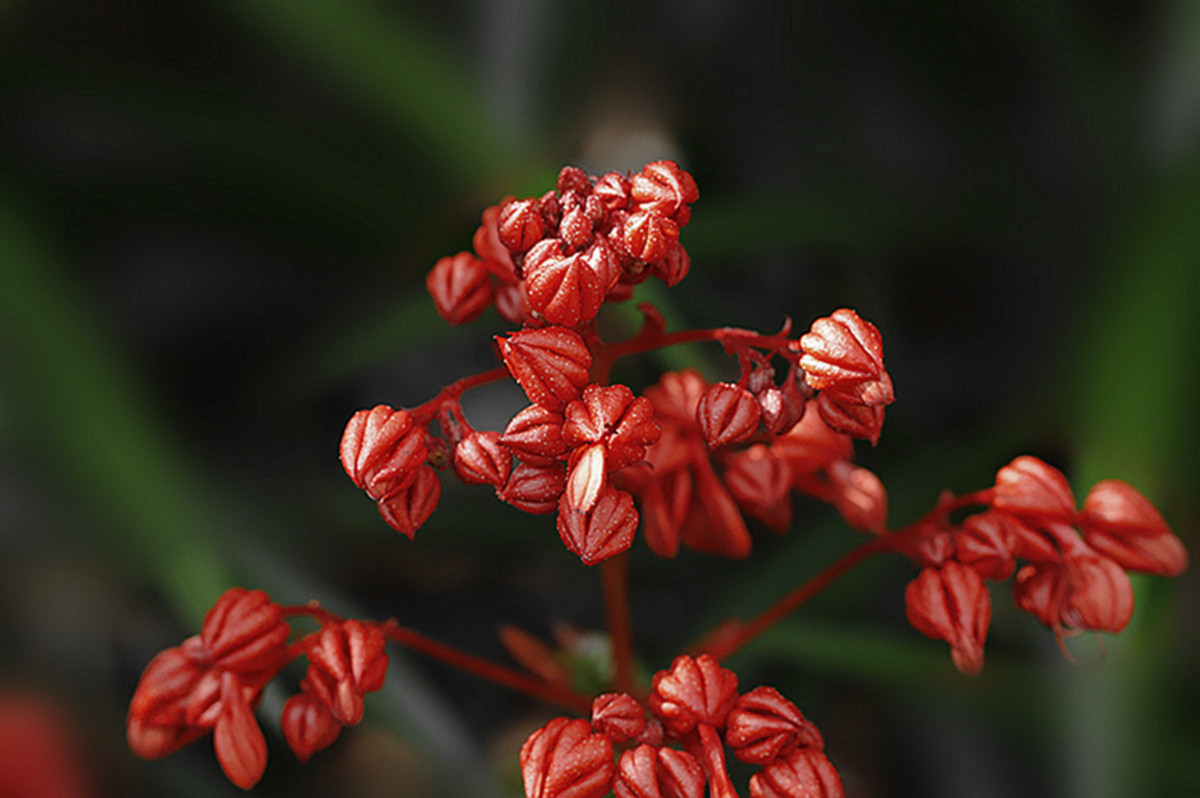 状元红花植物图片,状元红花图片,三七图片植物图片_大山谷图库