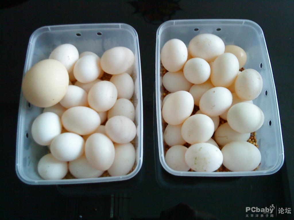 孕妇可以吃鸽子蛋吗(鸽子蛋可以做蛋羹吗 鸽子蛋怎么做蛋羹呢) | 说明书网