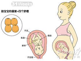 下一组 怀孕31-40周图解