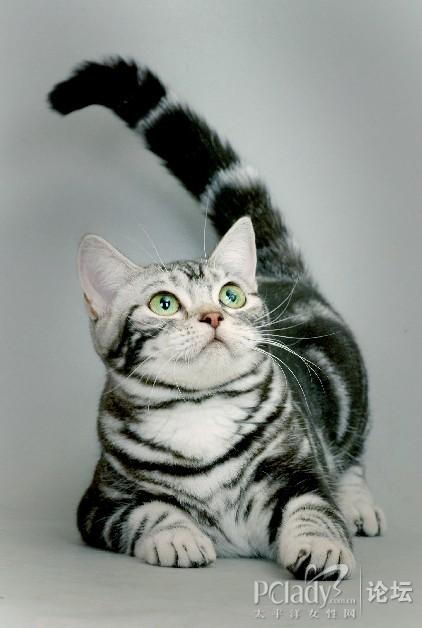 美国短毛猫最矜贵的品种--银虎斑