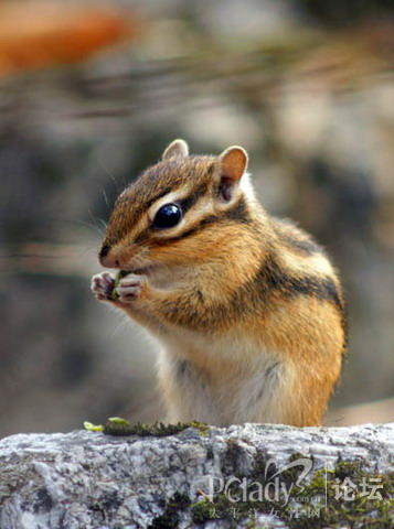 花鼠冬眠方式. .