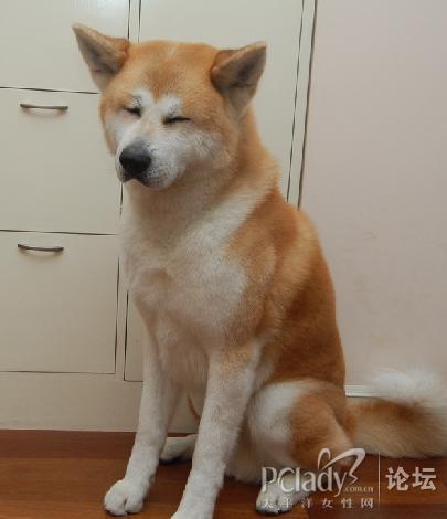 秋田犬百科知识