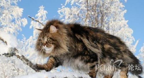 西伯利亚猫抵严寒 长出毛领子