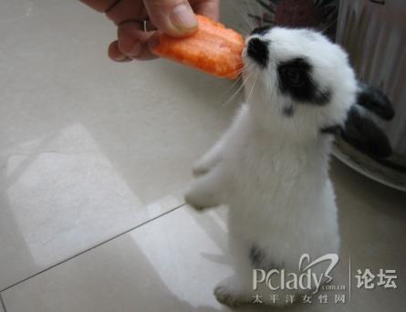 熊猫怎么画图片大全_熊猫兔怎么养