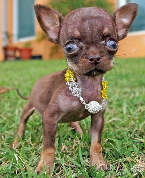 史上最小的吉娃娃 大大眼睛的迷你狗