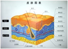 皮肤是吃货,健康美肌全靠吃