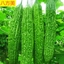 八方美新鲜农家自种苦瓜2500g228元包邮需用券