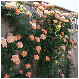 欧洲藤本月季 爬藤植物蔷薇花苗 爬墙花阳台庭院攀援花卉欧月