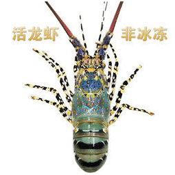 花龙鲜活野生澳洲锦绣龙虾水产冰鲜海虾高档礼品22斤左右1298元