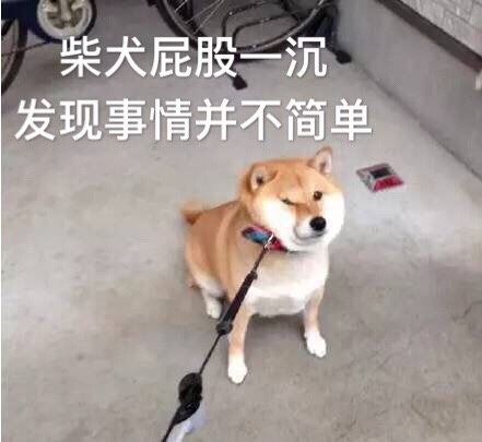 柴犬发现事情并不简单表情包 高清无水印版