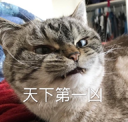 宇宙超凶loki猫搞笑表情包详情一览