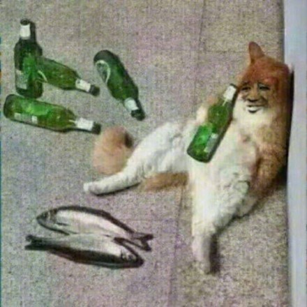 猫咪恶搞表情包