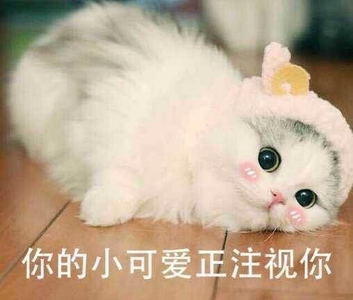 萌猫表情包带字图片【整合版】 正式版