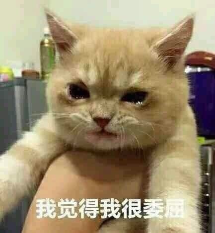 别凶我我也很怂的猫咪表情包无水印版 【最新版】