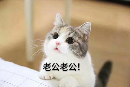 沉迷老公系列表情包 正式版