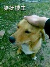 轻抚楼上狗头gif表情包图片