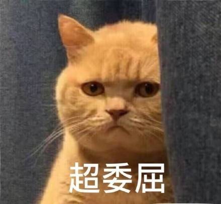 暗中委屈橘猫表情原图无水印 【组图完整版】