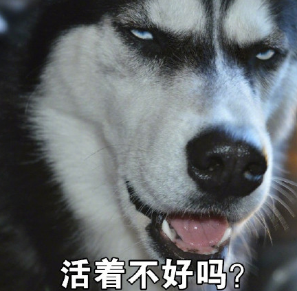 二哈那你很棒棒哦表情包完整版 正式版