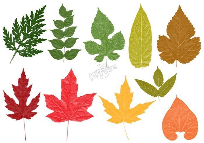 树叶,枫叶,梧桐叶,绿叶photoshop笔刷素材 免费版