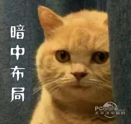 暗中观察猫咪表情包 正式版