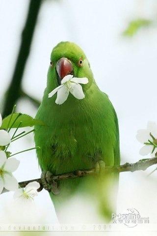 可爱的鹦鹉连连看 cute parrot link game 1.