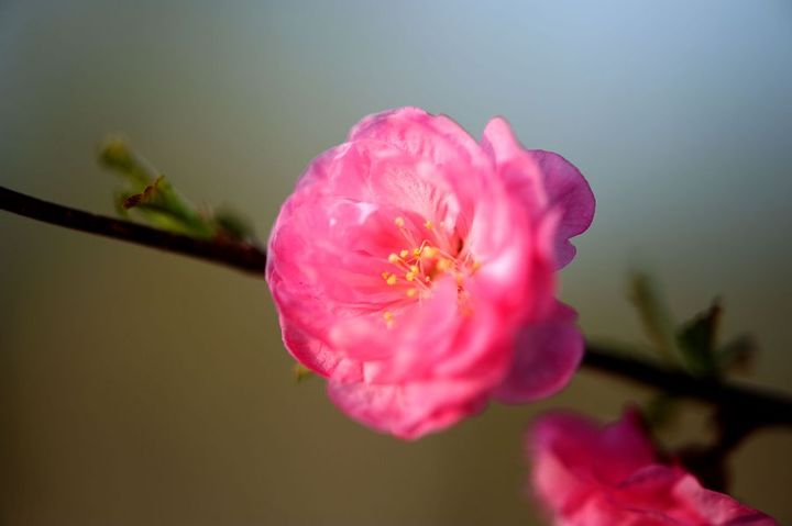 春天花儿开