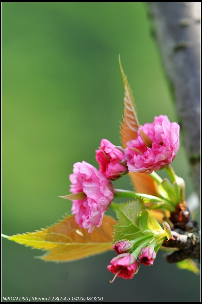 春暖花开