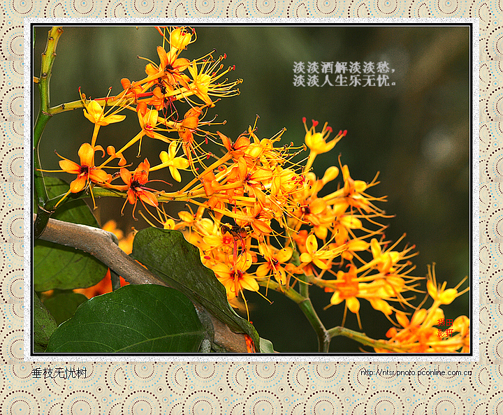 【垂枝无忧树摄影图片】广州华南植物园生态摄
