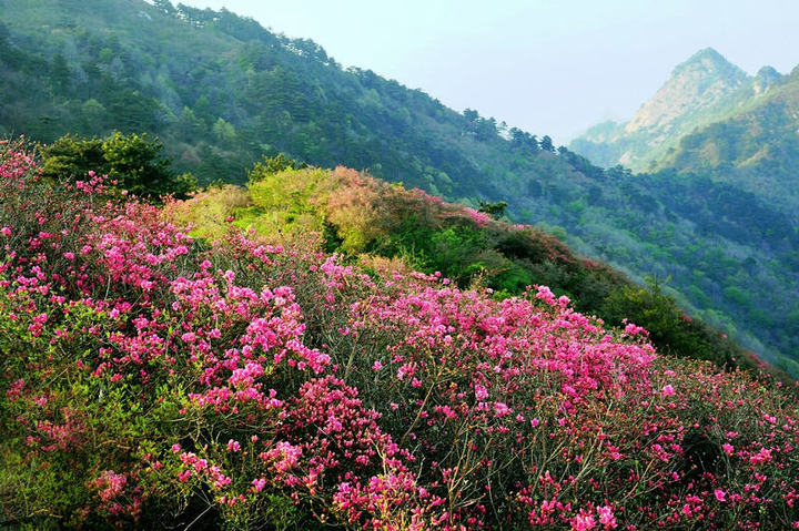 麻城龟山杜鹃红 (/)