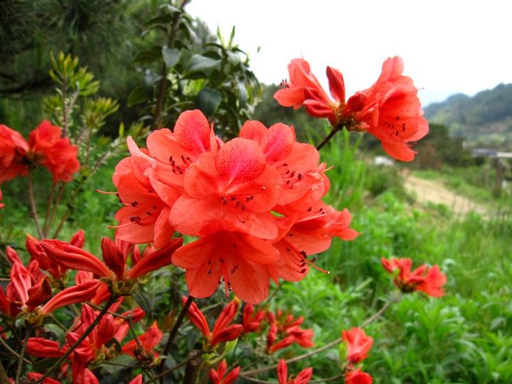 高山杜鹃