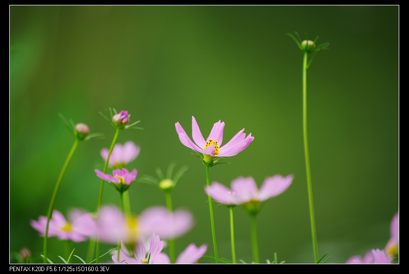 花花世界