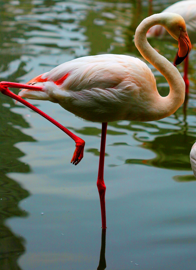 flamingo      幅