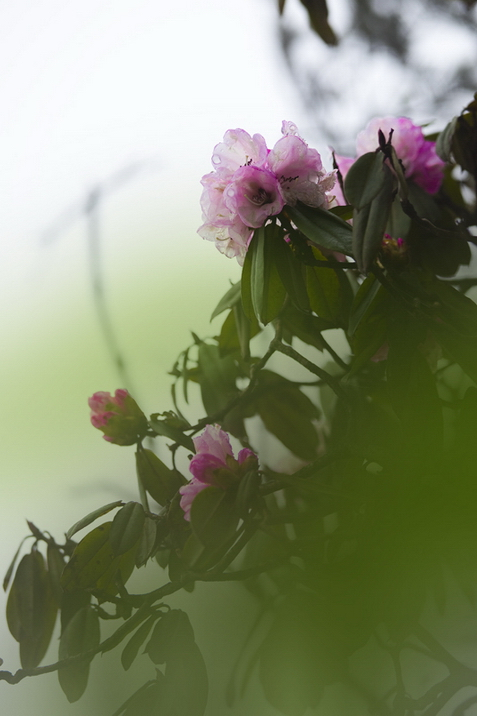 雾里看花