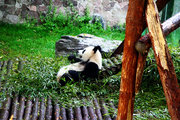 世博熊猫