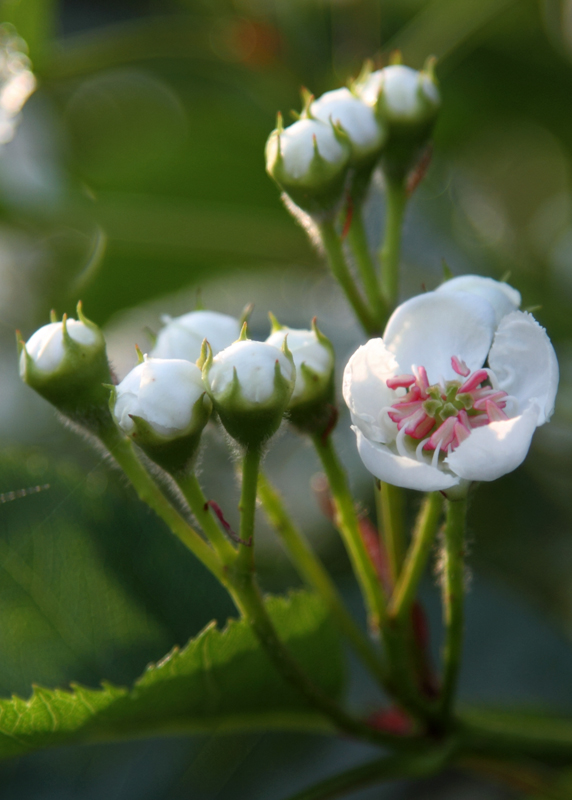 山楂花