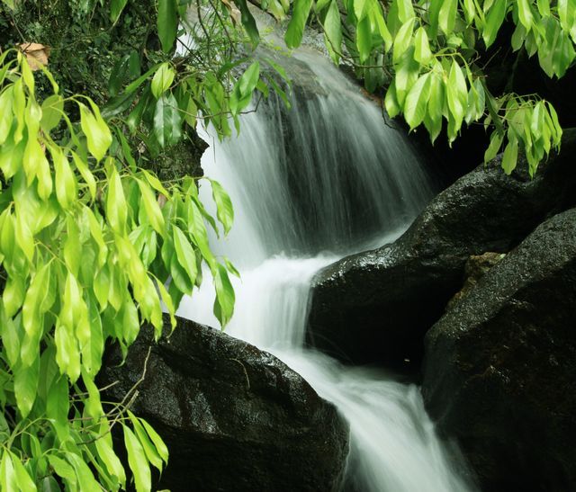 仙华山水和野花