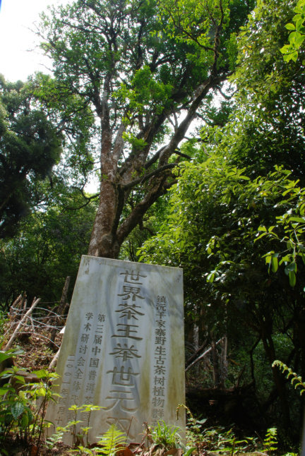 【世界之最---茶树王摄影图片】镇沅纪实摄影_太平洋