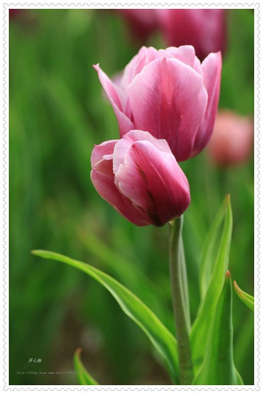 【春天里的花---郁金香摄影图片】植物园生态摄