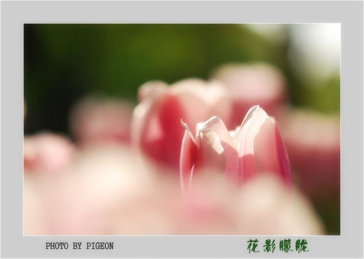 花朦胧