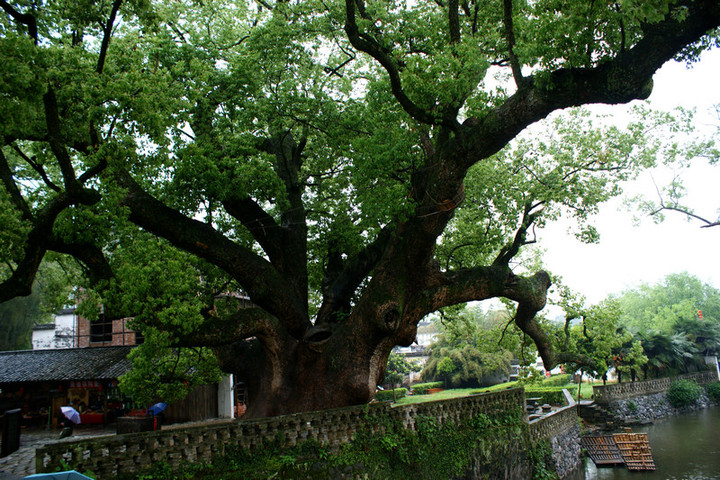 严田,千年古樟