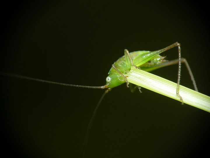 小蝗虫(跳蝻)