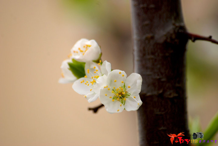 梨子花