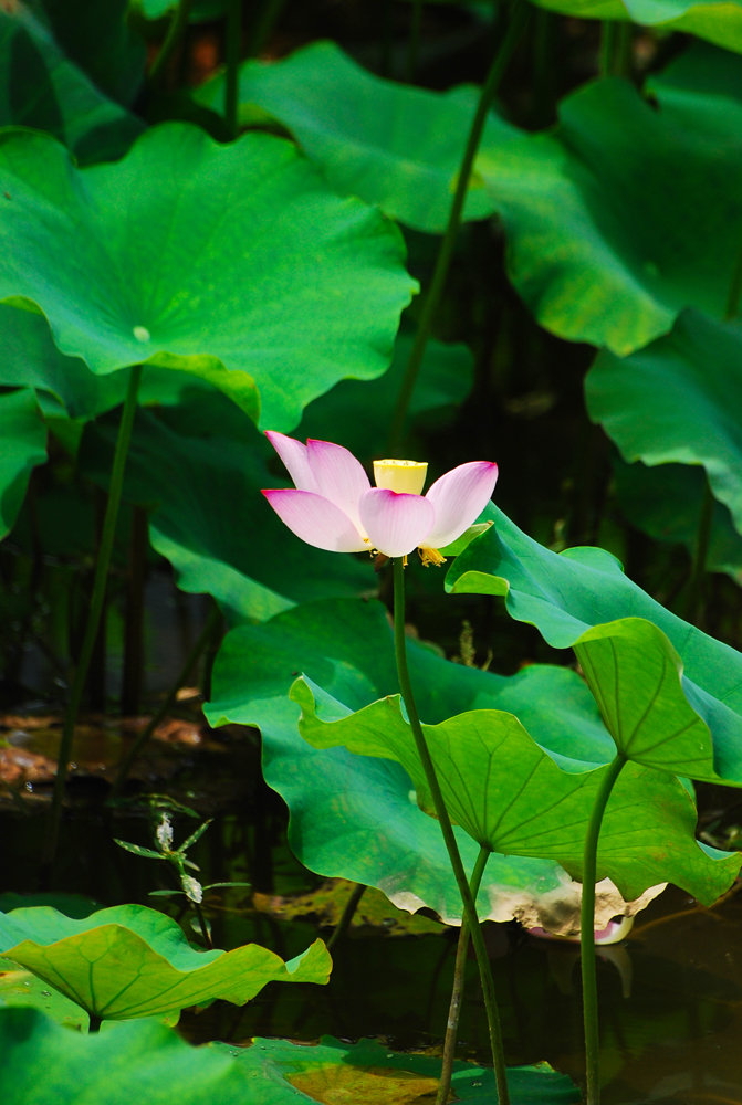 美丽荷花