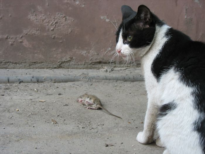 【猫抓老鼠游戏之二摄影图片】单位纪实摄影